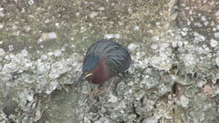 Butorides virescens