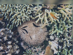 Goniopora