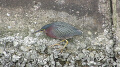 Butorides virescens
