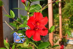 Mandevilla laxa