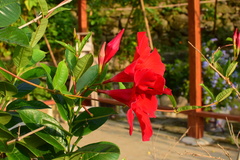 Mandevilla laxa