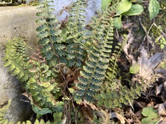 Polystichum parvipinnulum
