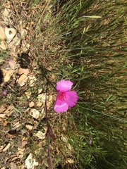 Clarkia rubicunda