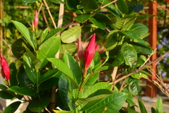 Mandevilla laxa