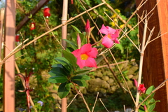Mandevilla laxa
