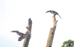 Pteroglossus castanotis