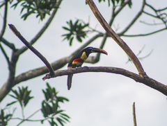 Pteroglossus castanotis