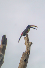 Pteroglossus castanotis