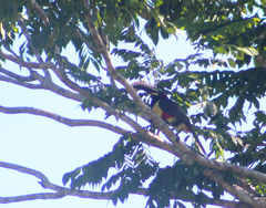 Pteroglossus castanotis