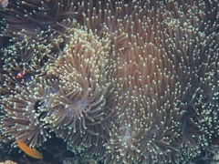 Heteractis magnifica