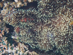 Heteractis magnifica