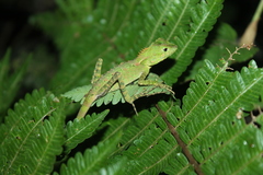 Dendragama boulengeri