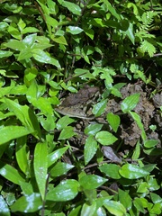 Craugastor fitzingeri