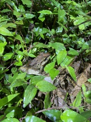 Craugastor fitzingeri