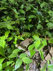 Craugastor fitzingeri