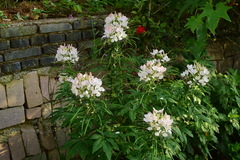 Cleome houtteana
