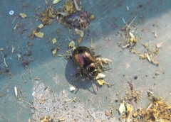 Chrysolinina
