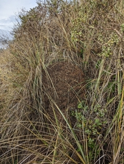 Formica integra