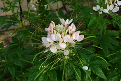 Cleome houtteana