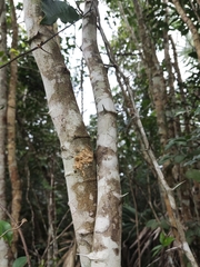 Pithecellobium lanceolatum