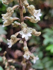 Gastrodia cunninghamii