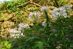 Cleome houtteana