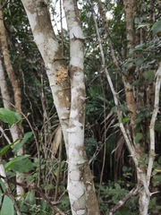 Pithecellobium lanceolatum