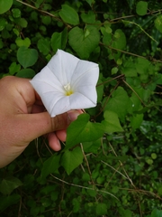 Calystegia tuguriorum