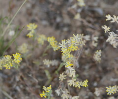 Rhodanthe tietkensii