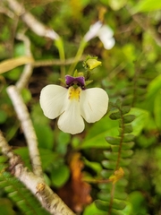 Mazus radicans