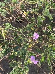 Tephrosia cinerea