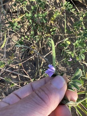 Tephrosia cinerea