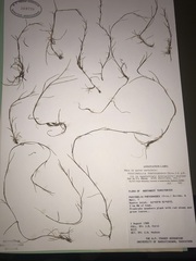 Puccinellia phryganodes