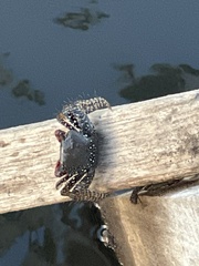 Goniopsis pulchra