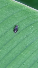 Platystoma