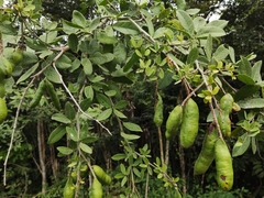 Pithecellobium lanceolatum