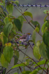 Ammodramus aurifrons