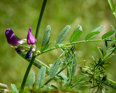 Vicia sativa nigra