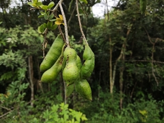 Pithecellobium lanceolatum