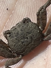 Glyptograpsus impressus