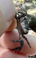 Glyptograpsus impressus