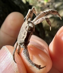 Glyptograpsus impressus