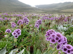 Pleurophyllum hookeri