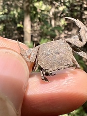 Glyptograpsus impressus