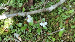 Mazus radicans
