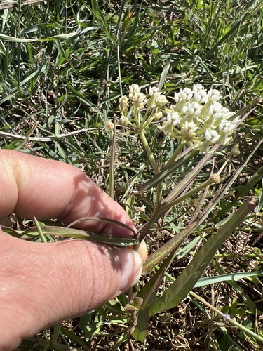 Asclepias woodsoniana (Asclepias woodsoniana)
