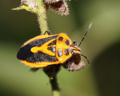 Agonoscelis rutila