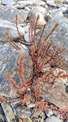 Epilobium melanocaulon