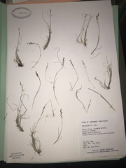 Poa glauca