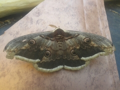 Saturnia pyri